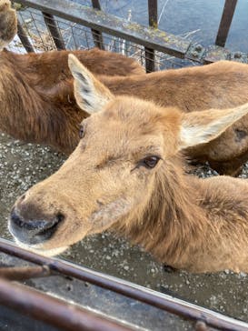 那須サファリパークに投稿された画像（2024/2/22）