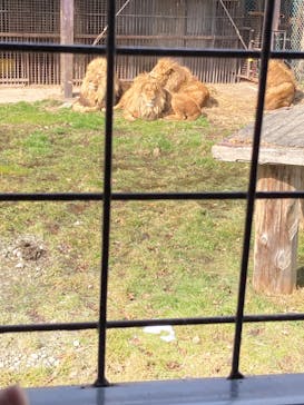 那須サファリパークに投稿された画像（2024/2/22）