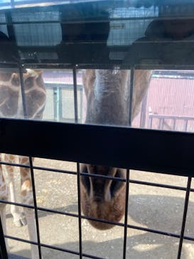 那須サファリパークに投稿された画像（2024/2/22）