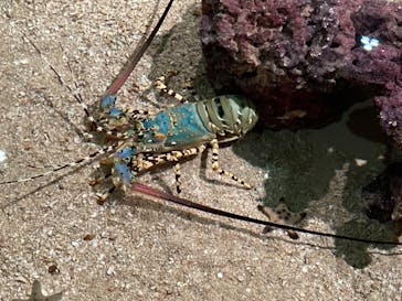 DMMかりゆし水族館に投稿された画像（2024/2/23）