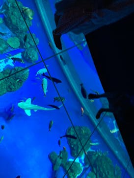 DMMかりゆし水族館に投稿された画像（2024/2/23）