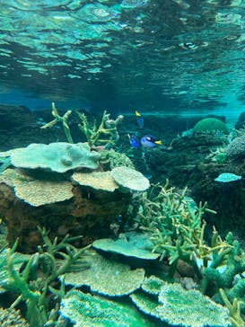 名古屋港水族館に投稿された画像（2024/2/23）