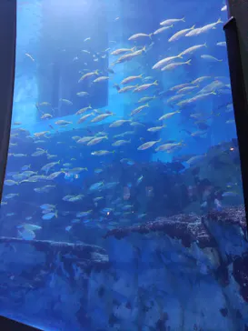 横浜・八景島シーパラダイスに投稿された画像（2024/2/23）