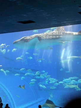 沖縄美ら海水族館に投稿された画像（2024/2/23）