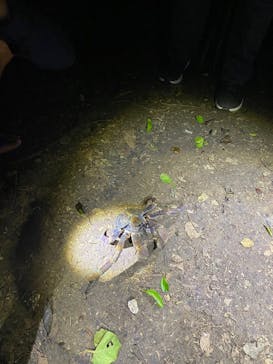 宮古島 ADVENTURE PiPi（ミヤコジマ アドベンチャー ピピ）に投稿された画像（2024/2/23）