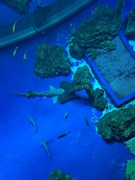 DMMかりゆし水族館に投稿された画像（2024/2/23）