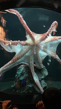 サンシャイン水族館に投稿された画像（2024/2/23）