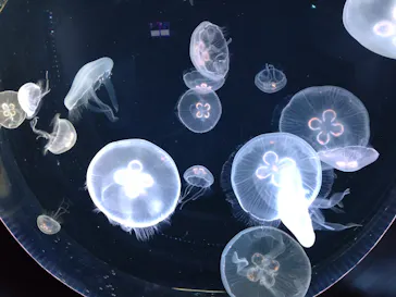 仙台うみの杜水族館に投稿された画像（2024/2/23）