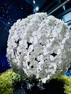 世界らん展2026-花と緑の祭典-に投稿された画像（2024/2/23）