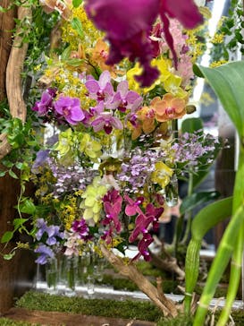 世界らん展2026-花と緑の祭典-に投稿された画像（2024/2/23）