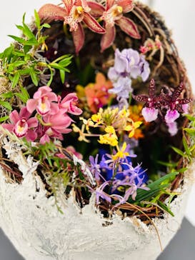 世界らん展2026-花と緑の祭典-に投稿された画像（2024/2/23）