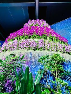 世界らん展2026-花と緑の祭典-に投稿された画像（2024/2/23）