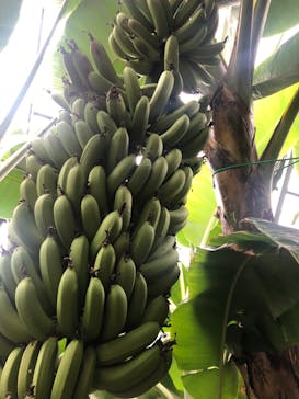 熱川バナナワニ園に投稿された画像（2024/2/23）