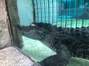 熱川バナナワニ園に投稿された画像（2024/2/23）