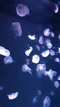 サンシャイン水族館に投稿された画像（2024/2/23）