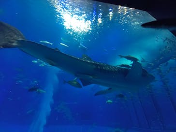 沖縄美ら海水族館に投稿された画像（2024/2/23）