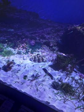 沖縄美ら海水族館に投稿された画像（2024/2/23）