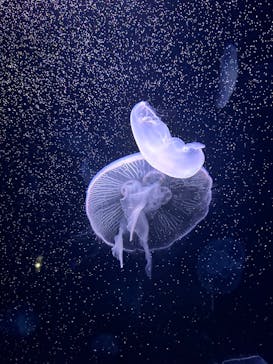 サンシャイン水族館に投稿された画像（2024/2/23）