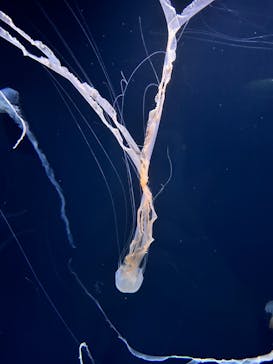 サンシャイン水族館に投稿された画像（2024/2/23）