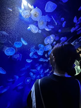 サンシャイン水族館に投稿された画像（2024/2/23）