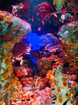 サンシャイン水族館に投稿された画像（2024/2/23）