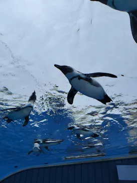 サンシャイン水族館に投稿された画像（2024/2/23）
