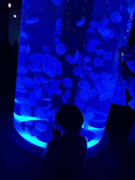 マクセル アクアパーク品川に投稿された画像（2024/2/23）