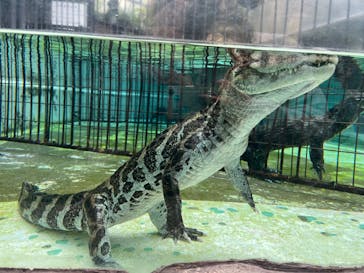 熱川バナナワニ園に投稿された画像（2024/2/23）