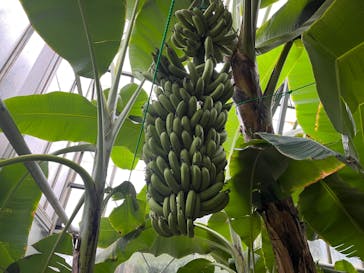 熱川バナナワニ園に投稿された画像（2024/2/23）