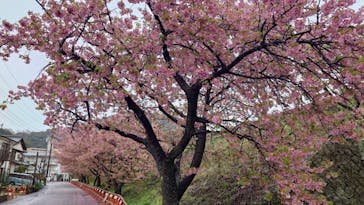 偕楽園本園に投稿された画像（2024/2/23）