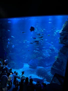 京都水族館に投稿された画像（2024/2/23）