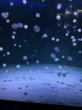 京都水族館に投稿された画像（2024/2/23）