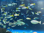 サンシャイン水族館に投稿された画像（2024/2/23）