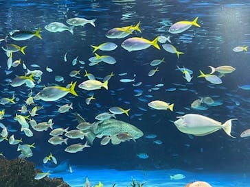 サンシャイン水族館に投稿された画像（2024/2/23）