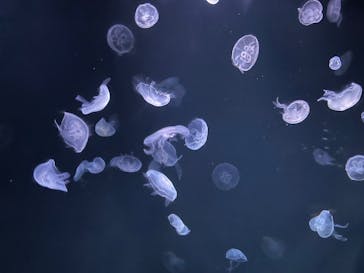 サンシャイン水族館に投稿された画像（2024/2/23）