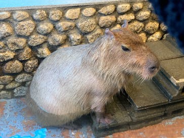 おさるの湯もみ処　おさ湯に投稿された画像（2024/2/23）