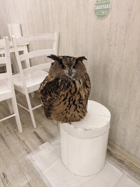 アキバフクロウ フクロウカフェ 東京 Owl Cafe Akiba Fukurou（アウルカフェ アキバフクロウ）に投稿された画像（2024/2/23）