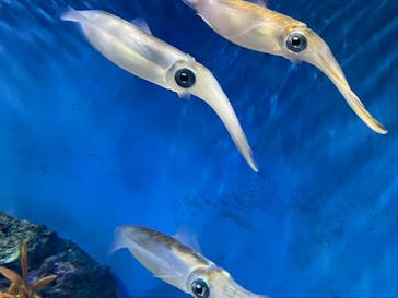 サンシャイン水族館に投稿された画像（2024/2/23）