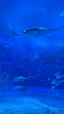沖縄美ら海水族館に投稿された画像（2024/2/23）