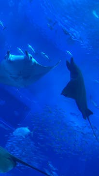 沖縄美ら海水族館に投稿された画像（2024/2/23）