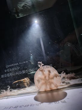 NIFREL（ニフレル）に投稿された画像（2024/2/23）