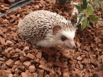 Moff animal cafe イオンモール幕張新都心店に投稿された画像（2024/2/23）