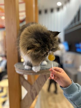 猫カフェモカ　イオンレイクタウン店に投稿された画像（2024/2/23）