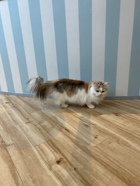 猫カフェモカ　イオンレイクタウン店に投稿された画像（2024/2/23）