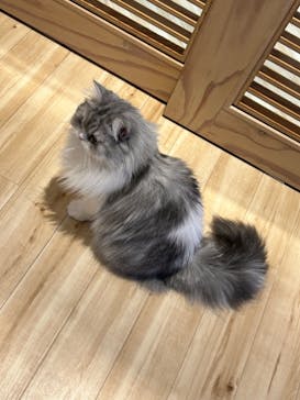 猫カフェモカ　イオンレイクタウン店に投稿された画像（2024/2/23）