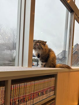 猫カフェモカ　イオンレイクタウン店に投稿された画像（2024/2/23）