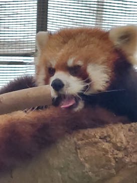 神戸どうぶつ王国に投稿された画像（2024/2/23）