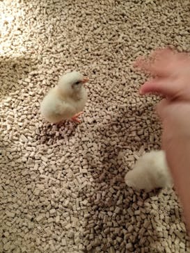 Moff animal cafe イオンモール幕張新都心店に投稿された画像（2024/2/23）