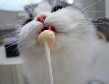 猫カフェモカ　イオンモール高崎店に投稿された画像（2024/2/23）