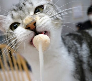 猫カフェモカ　イオンモール高崎店に投稿された画像（2024/2/23）